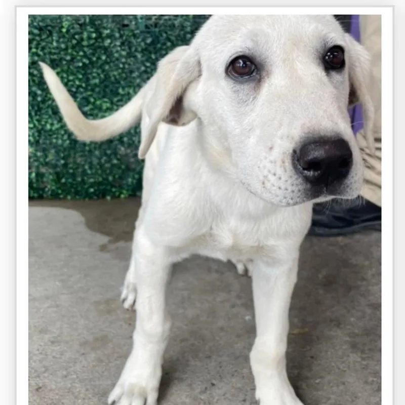 A baby large-sized male White / Cream Golden Retriever dog named Kissimmee for adoption in Tacoma, WA