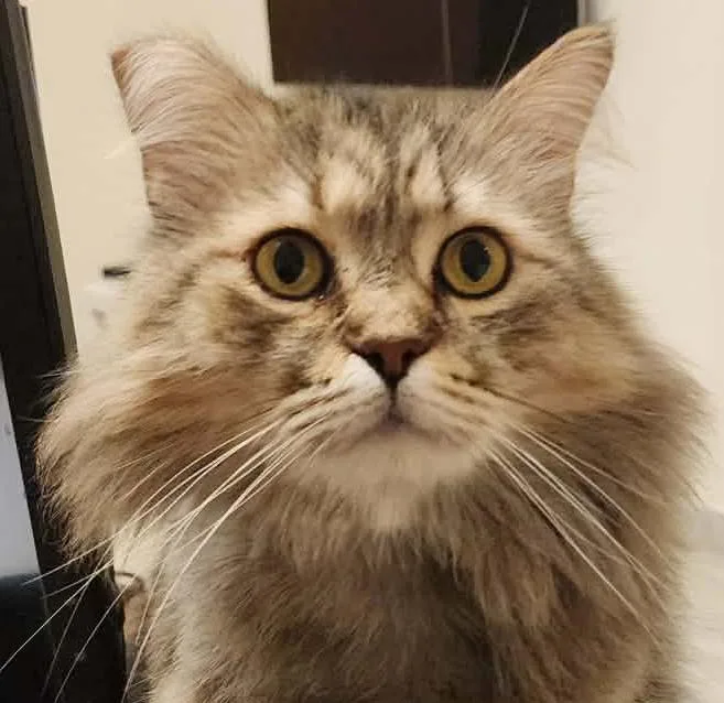 A young small-sized male Tabby (Brown / Chocolate) Scottish Fold cat named Pistacchio Is Purrfect For for adoption in Bedford Hills, NY