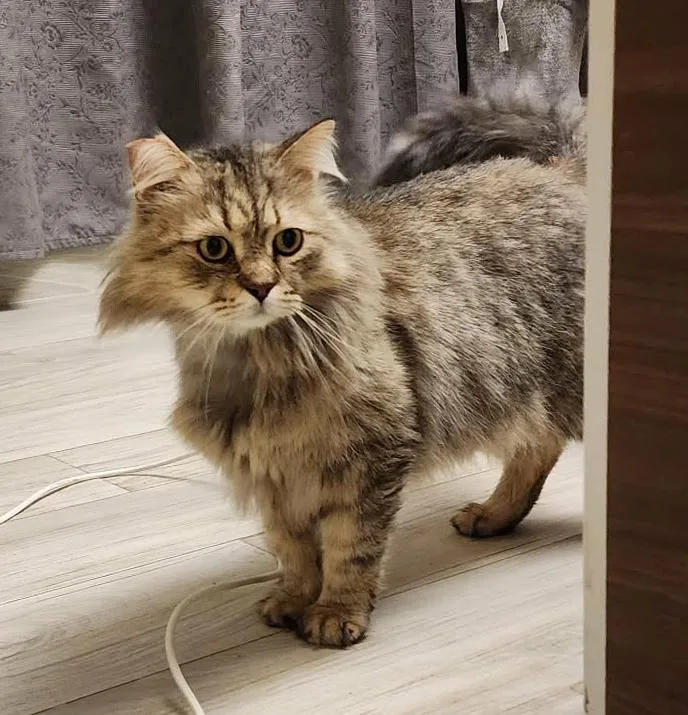 Pistacchio Is Purrfect For thumbnail 2