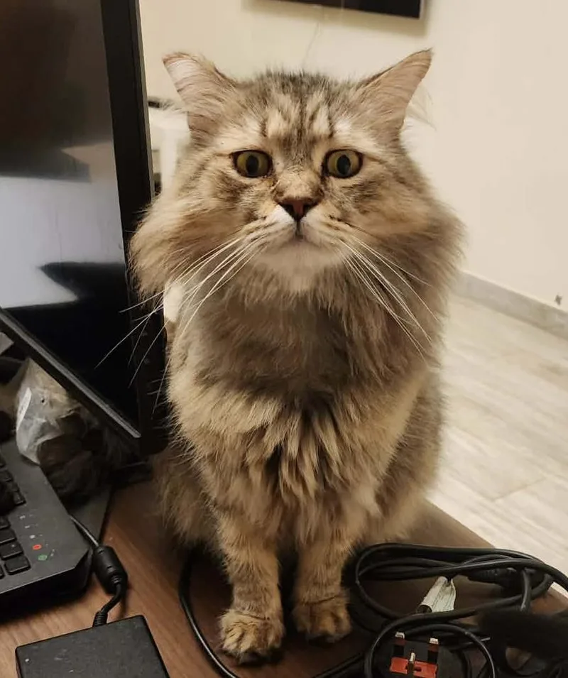 Pistacchio Is Purrfect For thumbnail 3