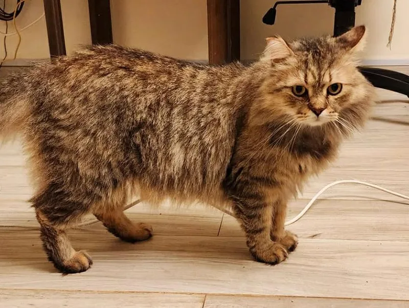 Pistacchio Is Purrfect For thumbnail 4