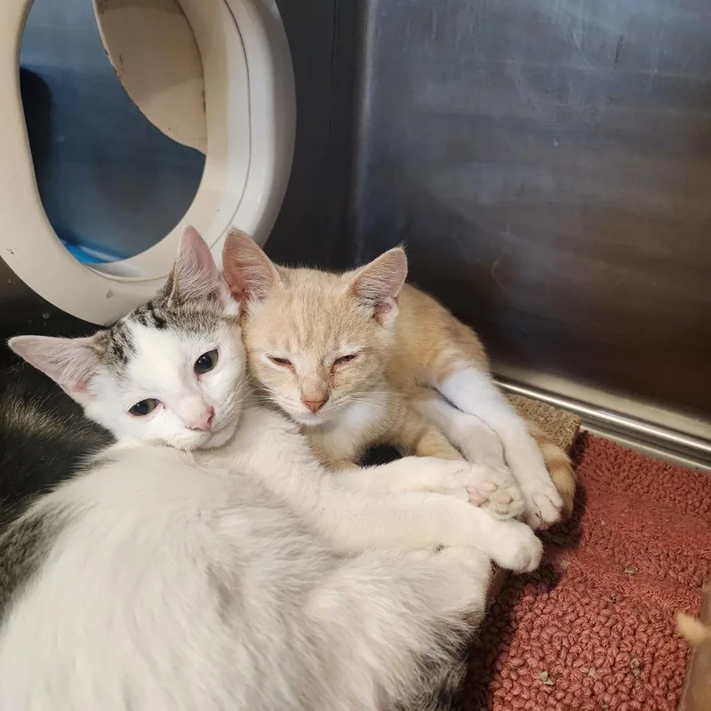 A baby small-sized male White Domestic Short Hair cat named Sonny for adoption in Evensville, TN