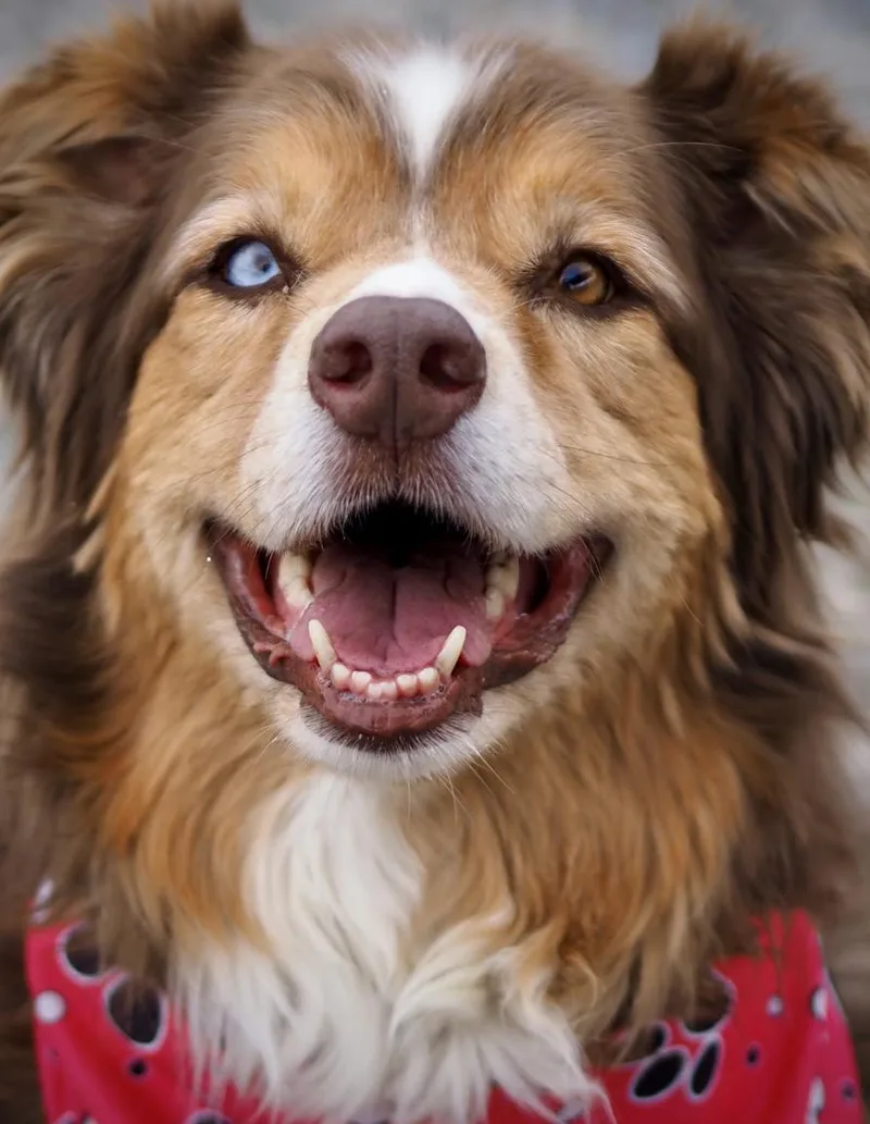 An adult large-sized female Australian Shepherd dog named Olivia for adoption in Buena Vista, CO
