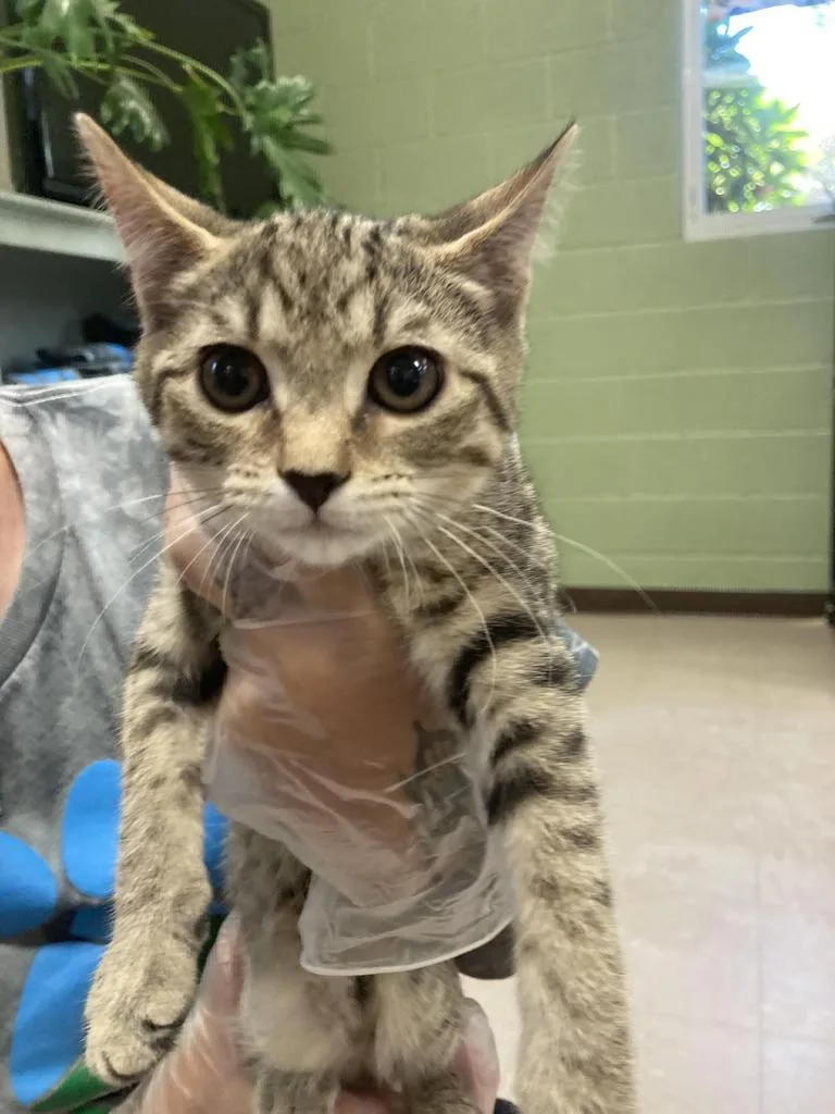 A baby medium-sized female Domestic Short Hair cat named Minorca for adoption in Burnsville, NC