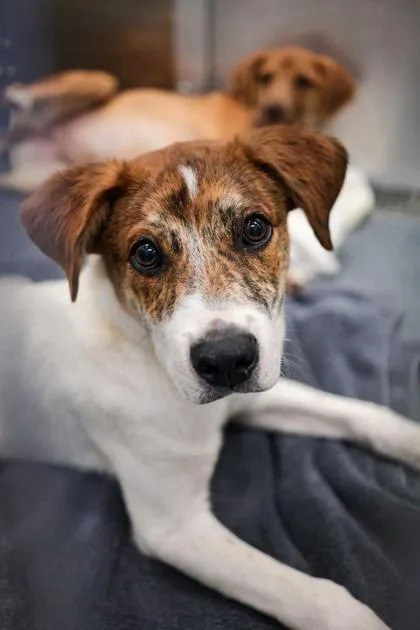 A baby large-sized male Labrador Retriever dog named Ike for adoption in Morton Grove, IL