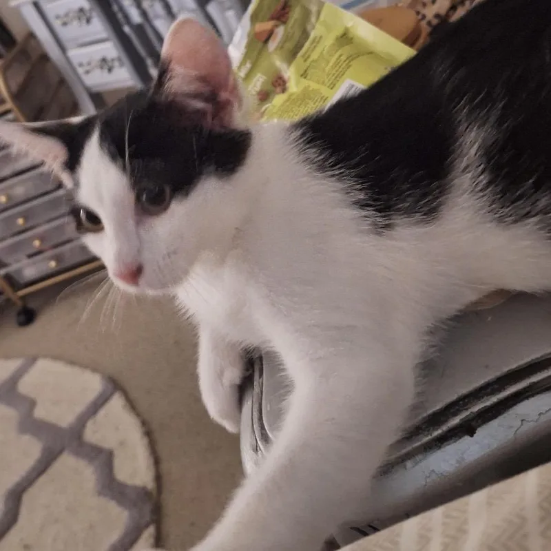 A baby small-sized male White Domestic Short Hair cat named Dobby for adoption in Manheim, PA