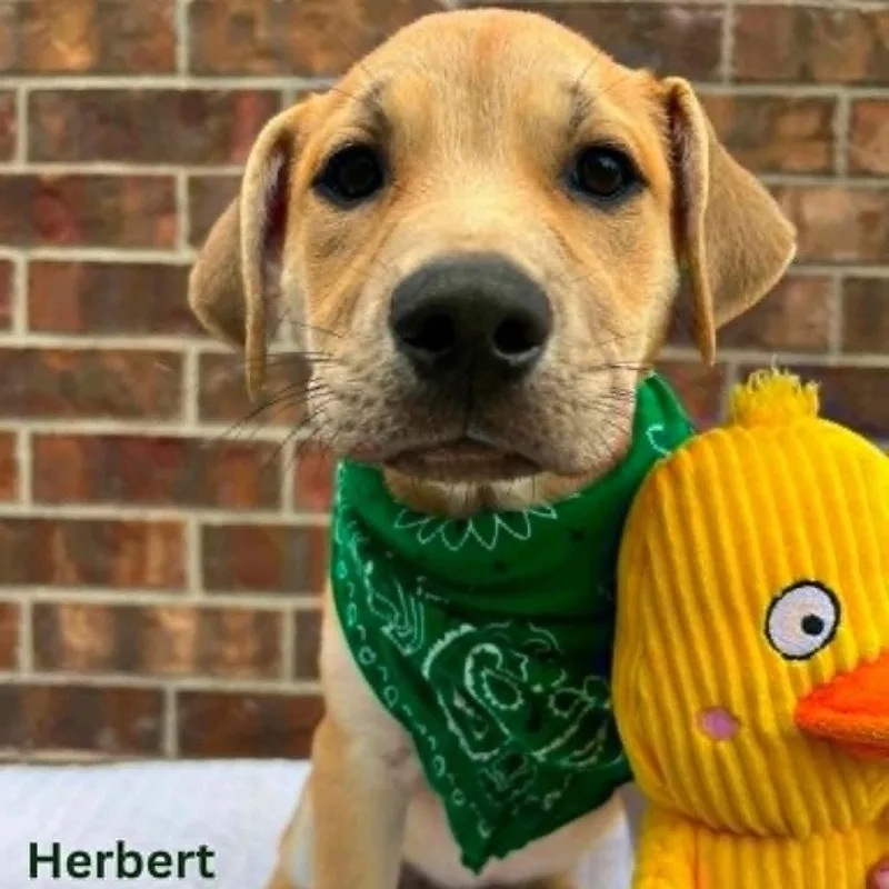 A baby small-sized male Yellow / Tan / Blond / Fawn Mixed Breed dog named Herbert for adoption in Tomah, WI