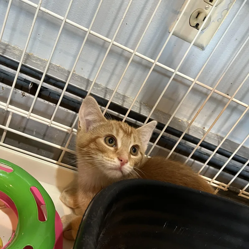 A baby small-sized female Tabby (Orange / Red) Domestic Short Hair cat named Toni the Tiger for adoption in Salisbury, MA