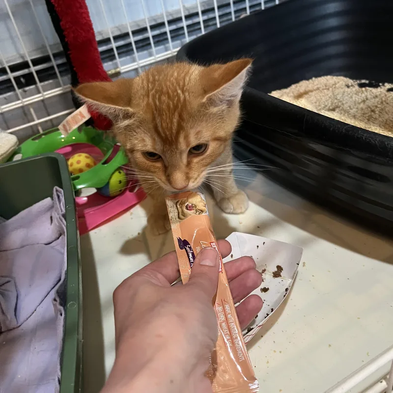 Toni the Tiger thumbnail 3
