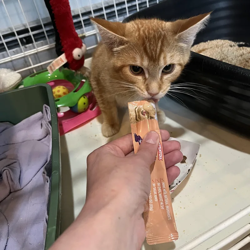 Toni the Tiger thumbnail 4