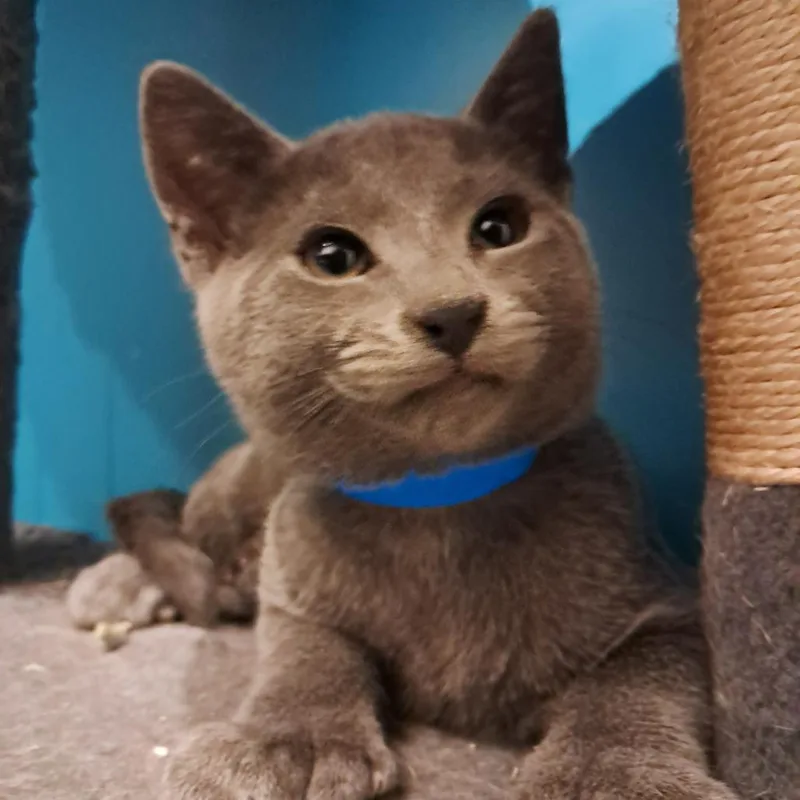 A baby medium-sized male Gray / Blue / Silver Domestic Short Hair cat named Skitter C for adoption in Princeton, MN