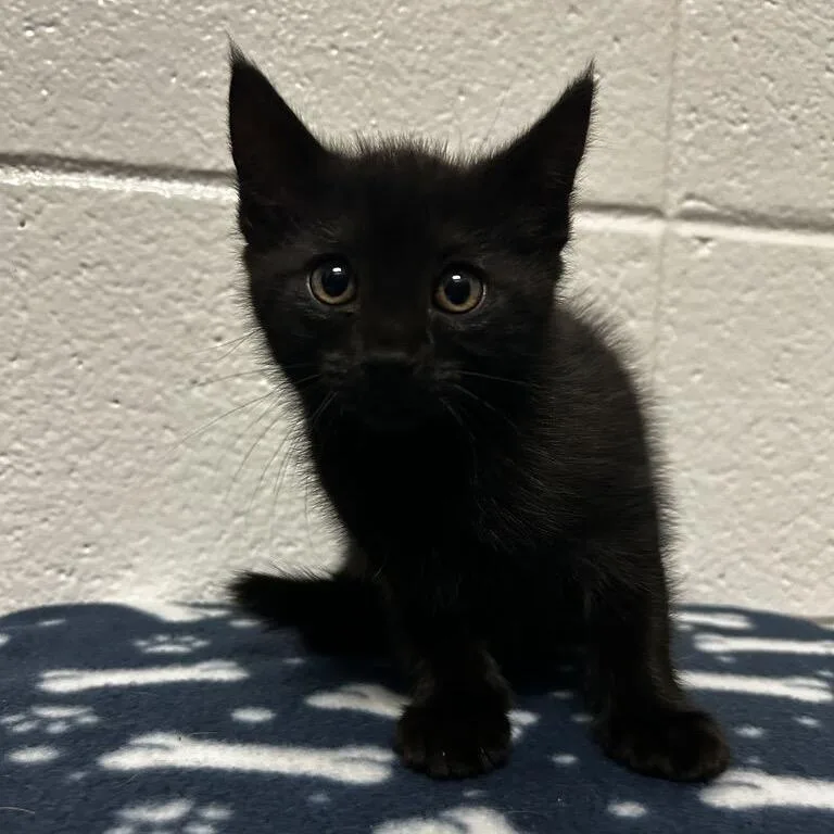 A baby small-sized male Black Domestic Short Hair cat named Ramses for adoption in Spruce Pine, NC