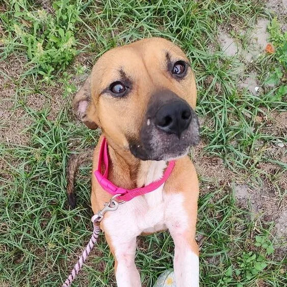 An adult medium-sized female Brown / Chocolate Mixed Breed dog named Blissy for adoption in Seminole, FL