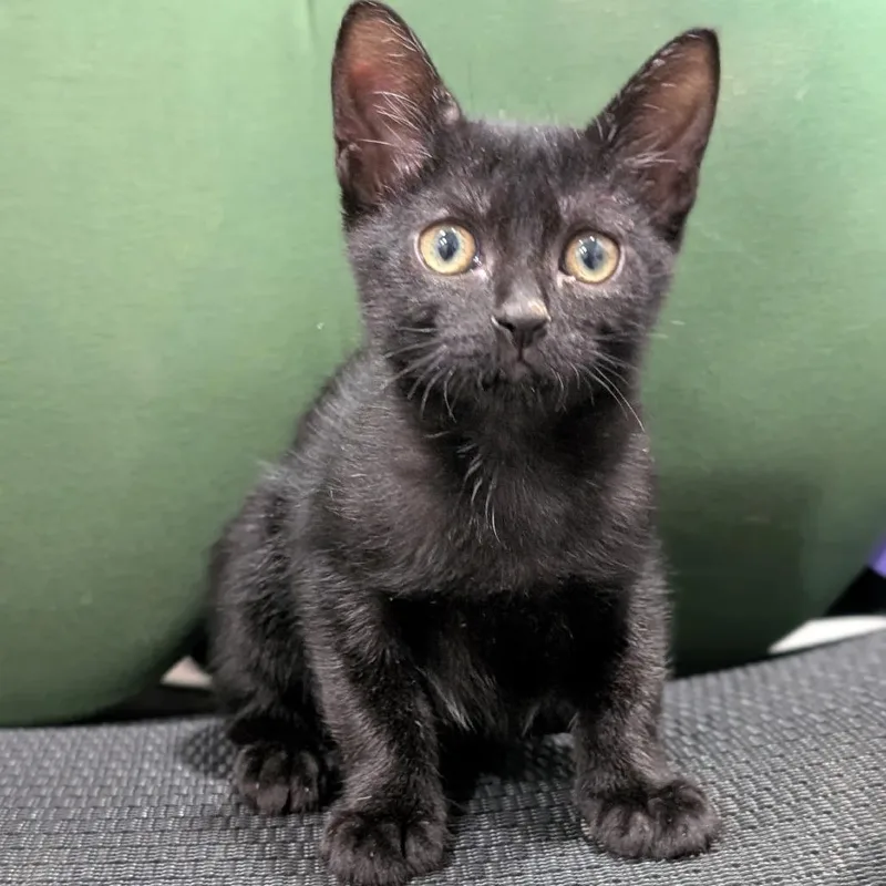 A baby small-sized female Black Domestic Short Hair cat named Scoot for adoption in Buchanan Dam, TX