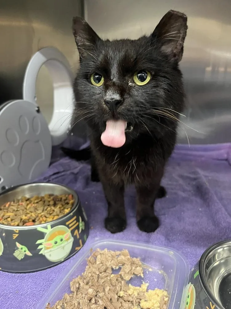 An adult medium-sized male Black Domestic Short Hair cat named Nebraska for adoption in Dayton, OH