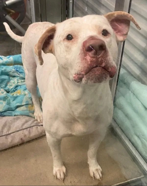 An adult small-sized male Staffordshire Bull Terrier dog named Duke for adoption in Cleveland, TN