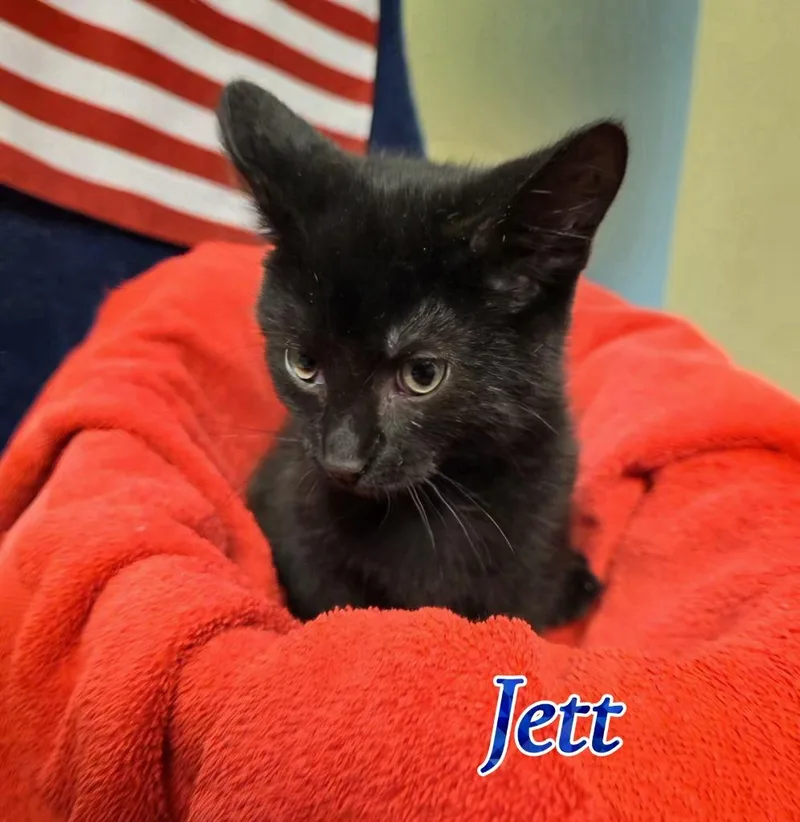 A baby small-sized male Domestic Short Hair cat named Jett for adoption in Port Clinton, OH