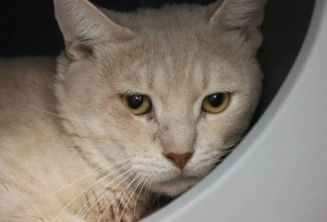 An adult small-sized male Domestic Short Hair cat named South Dakota for adoption in Tucson, AZ