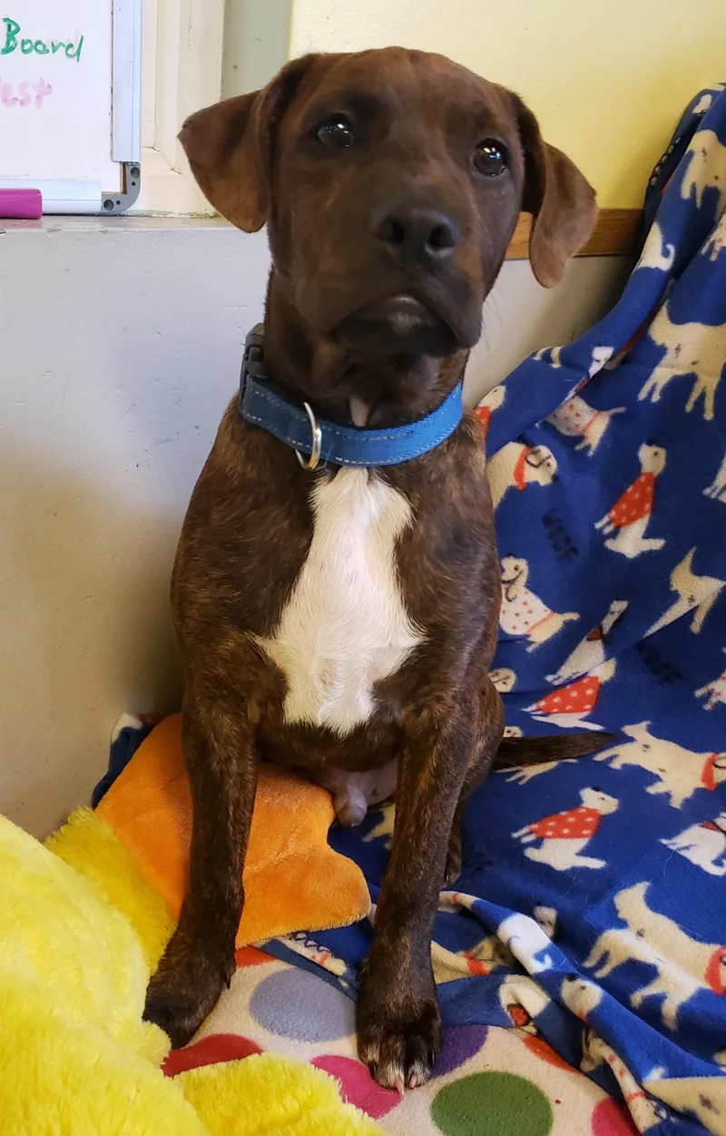 Lizzi' Puppies thumbnail 2