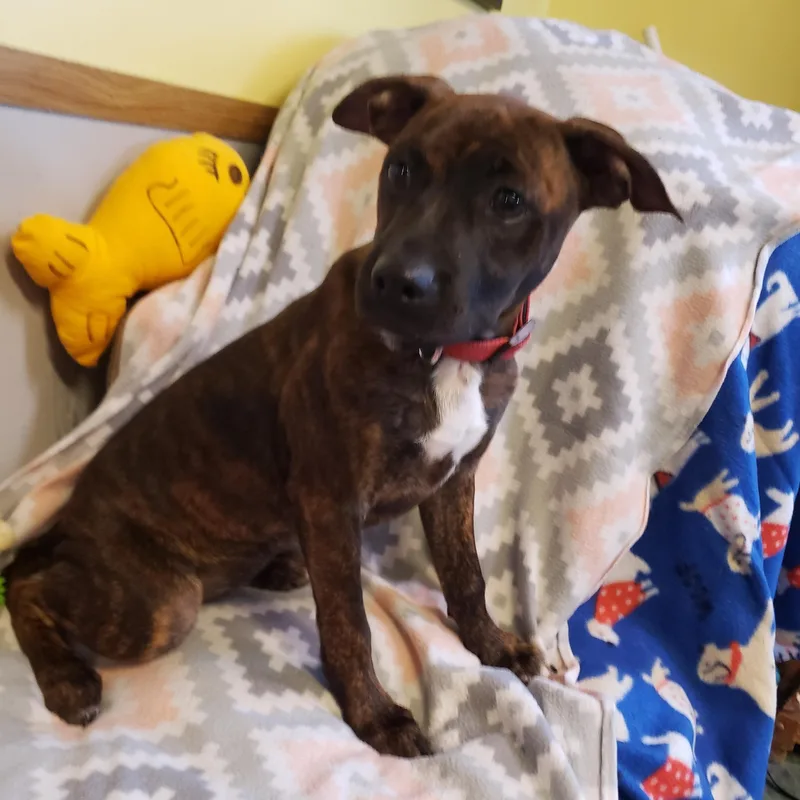 Lizzi' Puppies thumbnail 3