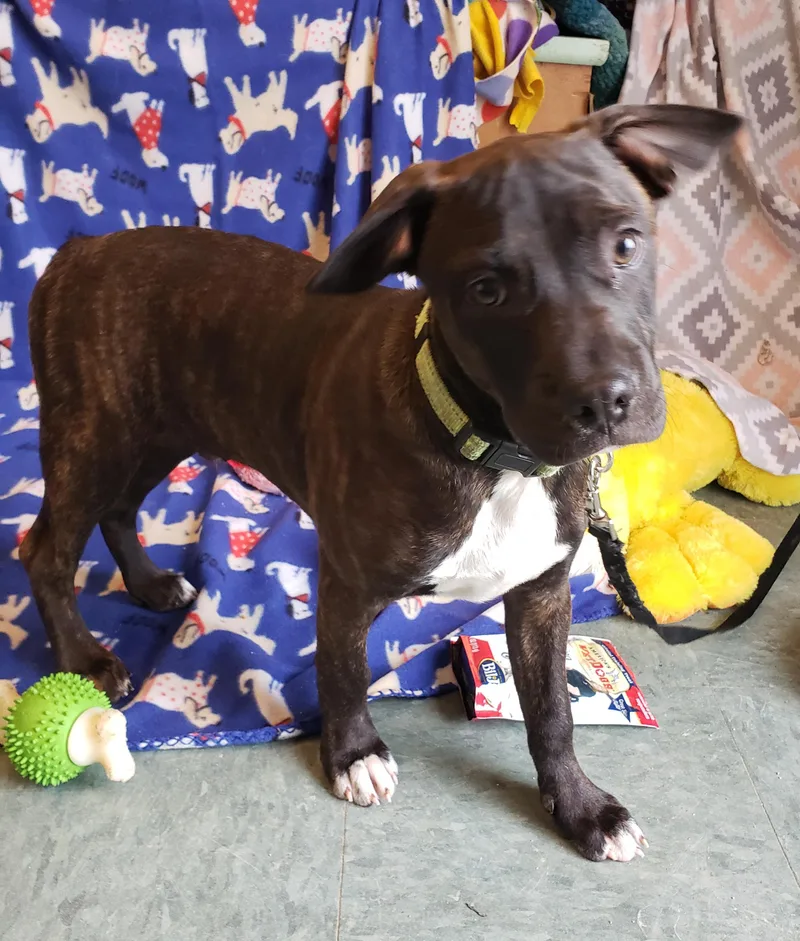 Lizzi' Puppies thumbnail 5