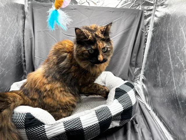 An adult medium-sized female Domestic Long Hair cat named Margaret for adoption in Appling, GA