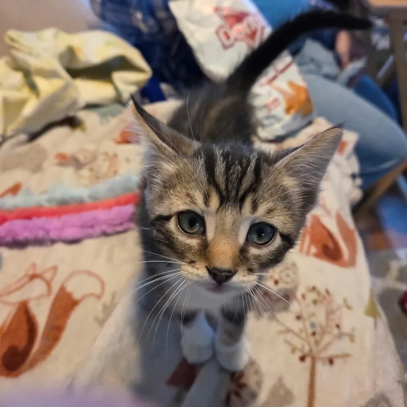 A baby small-sized male Brown / Chocolate Domestic Medium Hair cat named Arthur for adoption in Springfield, IL
