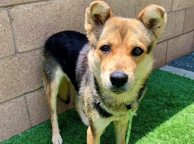 An adult medium-sized female Shiba Inu dog named Cynthia for adoption in Moreno Valley, CA