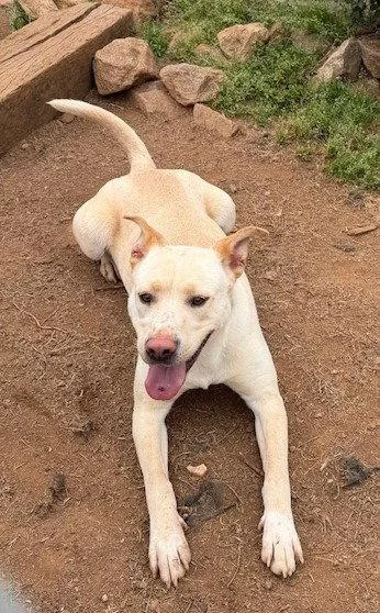 A young medium-sized female Labrador Retriever dog named Lucy for adoption in Carrollton, GA