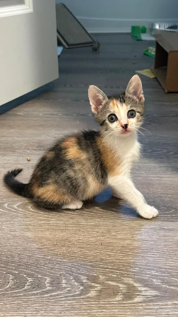 A baby medium-sized female Domestic Short Hair cat named Ophelia for adoption in Spring, TX