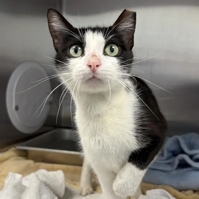 A young small-sized female Domestic Short Hair cat named Aluminium for adoption in Centerville, MA