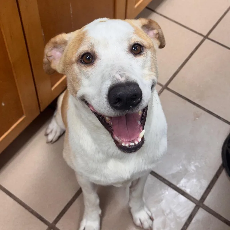 An adult medium-sized male Yellow / Tan / Blond / Fawn Labrador Retriever dog named Riley for adoption in Starkville, MS