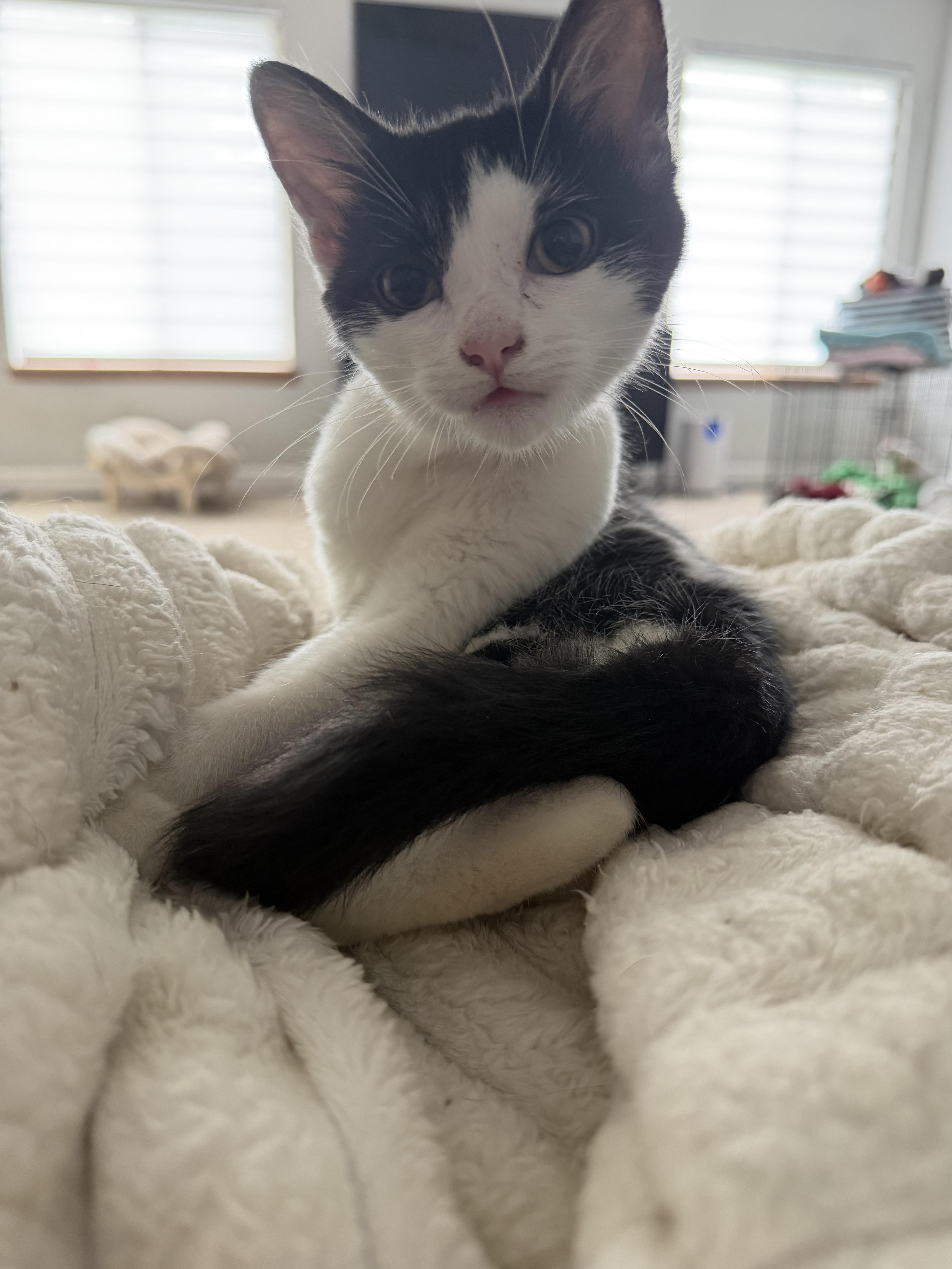 A young small-sized female Domestic Short Hair cat named Addy for adoption in Lockport, IL