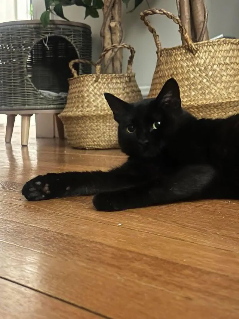 An adult medium-sized female Black Domestic Short Hair cat named Winnie for adoption in Roslindale, MA