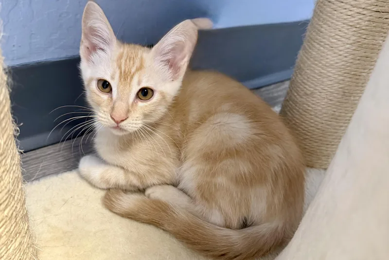 A baby small-sized male Domestic Medium Hair cat named Castor for adoption in Fountain Hills, AZ