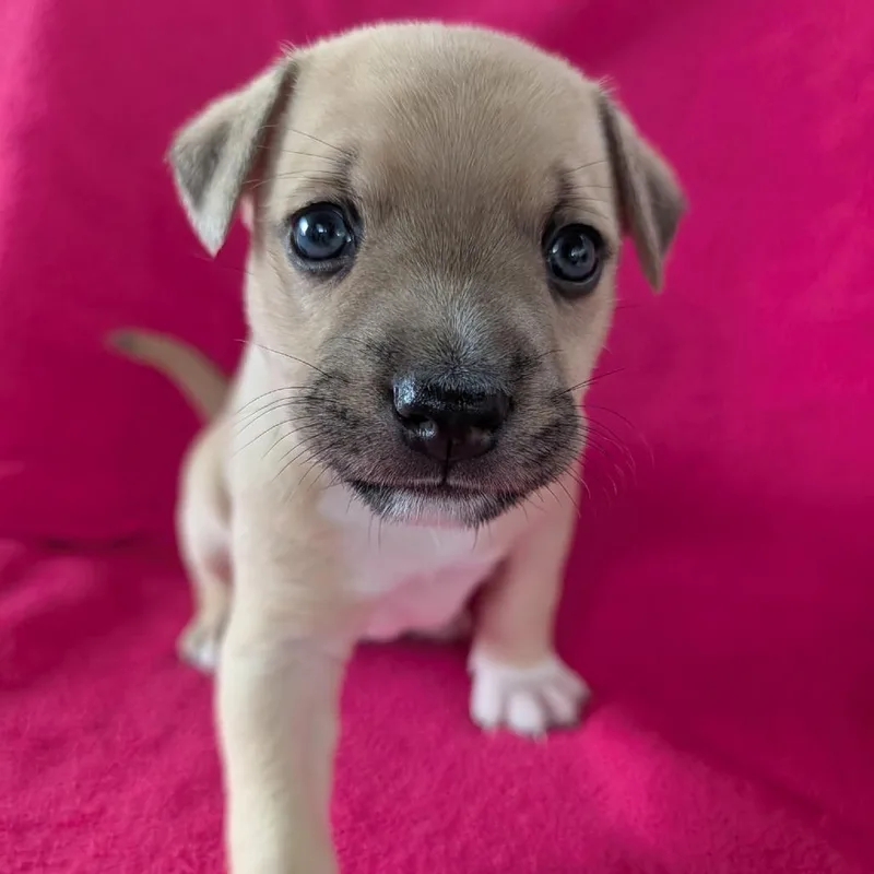 A baby small-sized male Yellow / Tan / Blond / Fawn Terrier dog named Juice for adoption in Jasper, IN