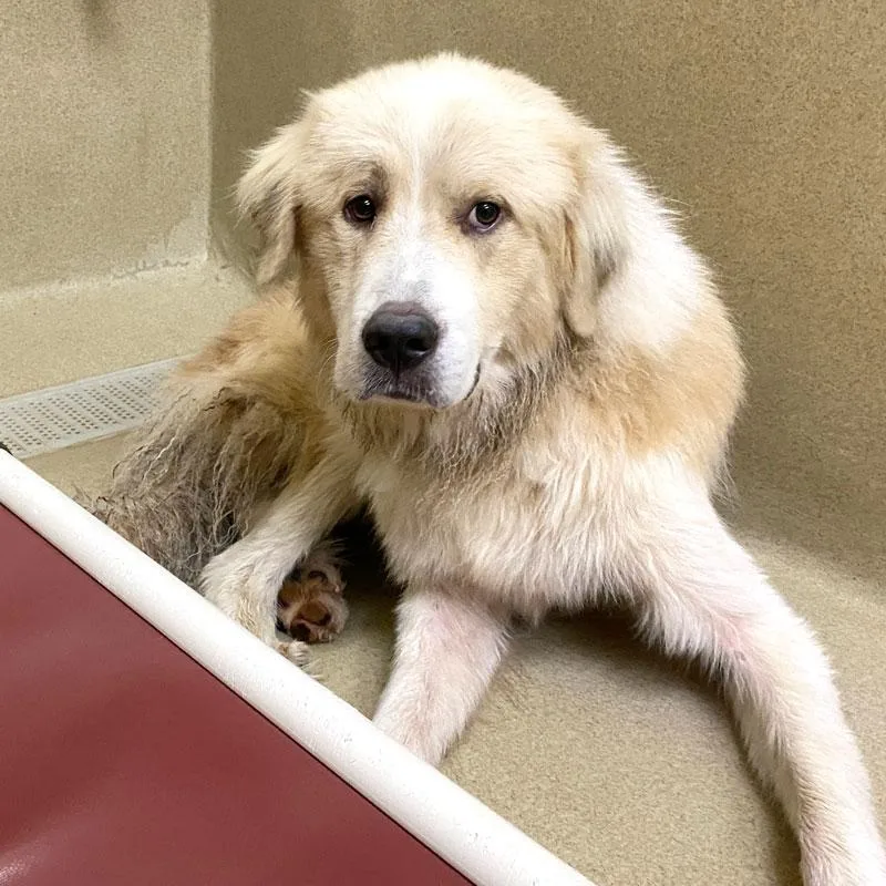 An adult large-sized male White / Cream Great Pyrenees dog named Frehley for adoption in Monroe, GA
