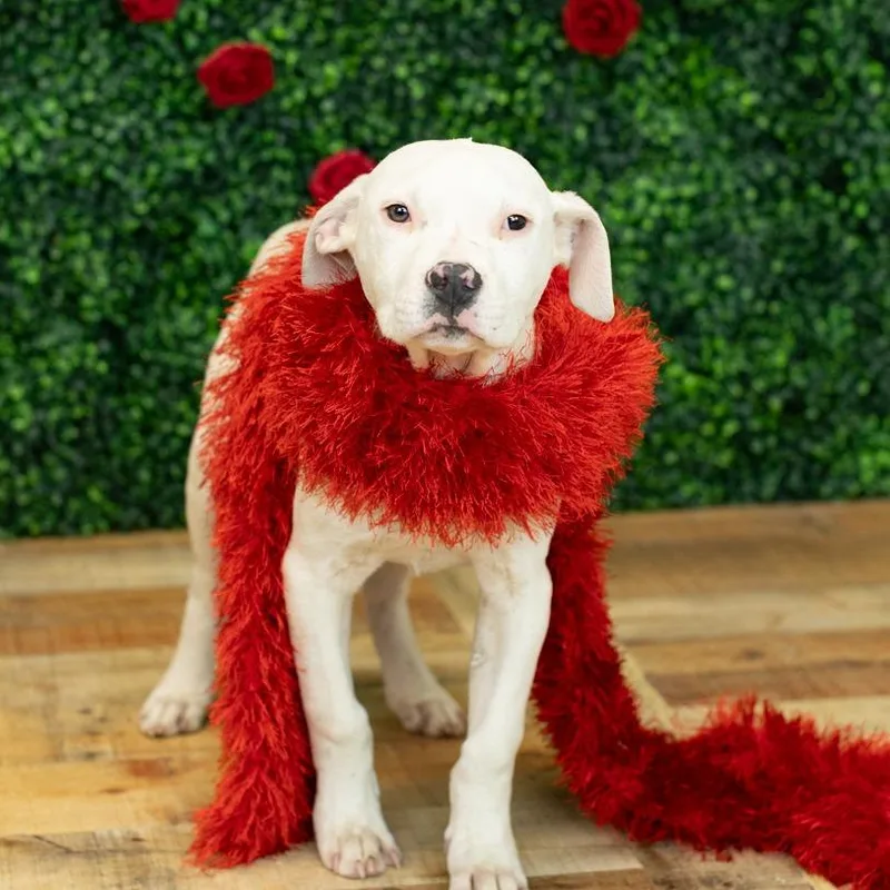 Chickadee thumbnail 3