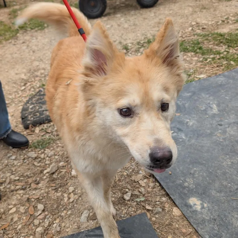An adult medium-sized female Yellow / Tan / Blond / Fawn Mixed Breed dog named Sunshine for adoption in Leander, TX