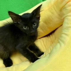 A baby medium-sized male Black Domestic Short Hair cat named Lurre for adoption in Green Valley, AZ