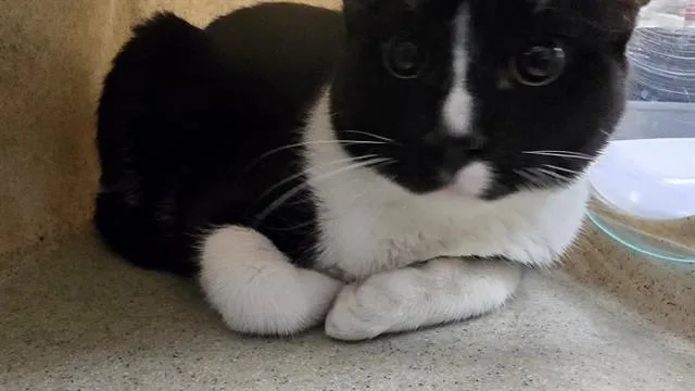A young small-sized male Domestic Short Hair cat named Tux for adoption in Thousand Palms, CA