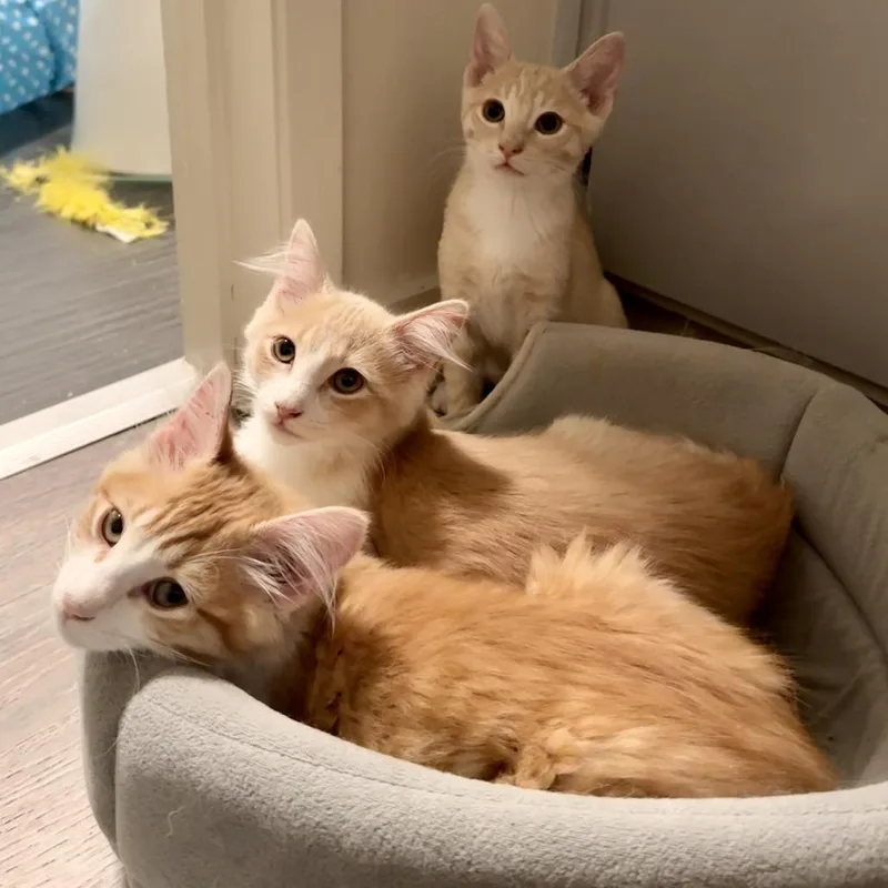 Butterscotch