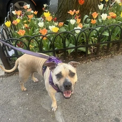 A young medium-sized female Apricot / Beige American Staffordshire Terrier dog named Shady for adoption in New York, NY