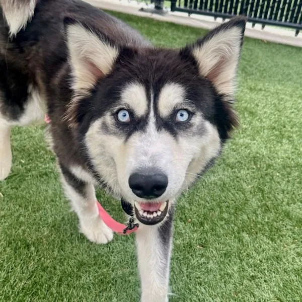 Pink Robin thumbnail 2