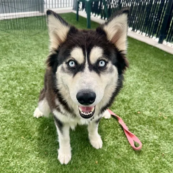 Pink Robin thumbnail 3