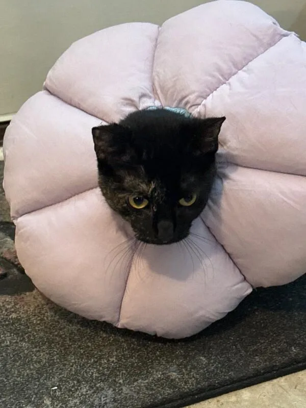 A baby medium-sized female Tortoiseshell cat named Reese's Pieces for adoption in Colmar, PA