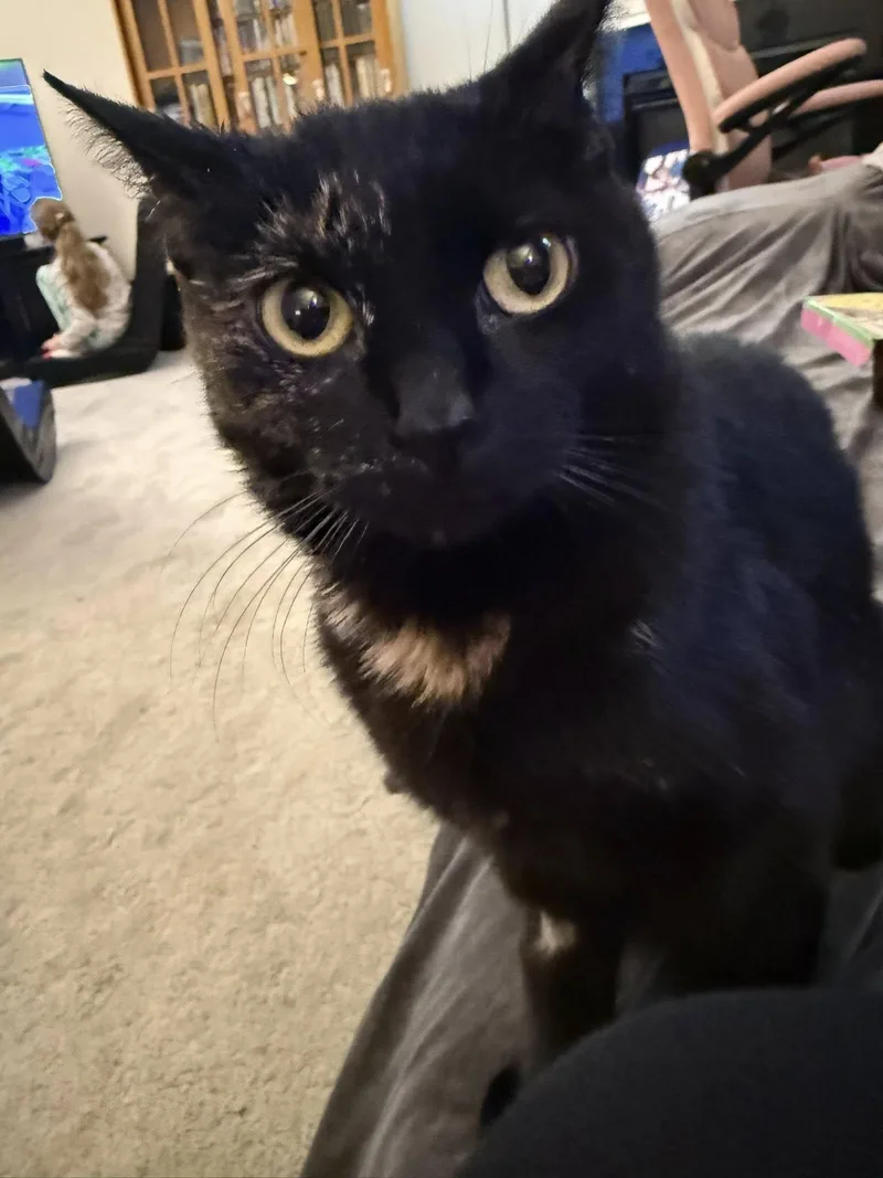 Reese's Pieces thumbnail 3