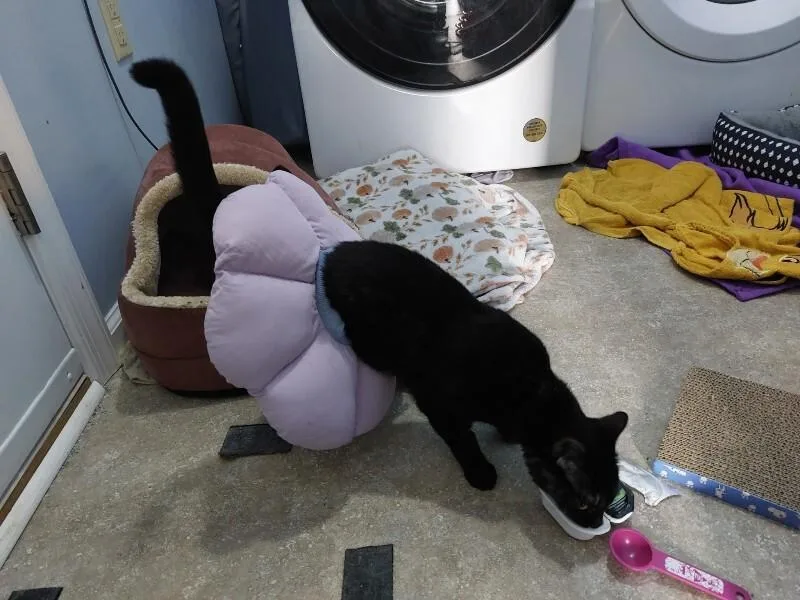 Reese's Pieces thumbnail 4