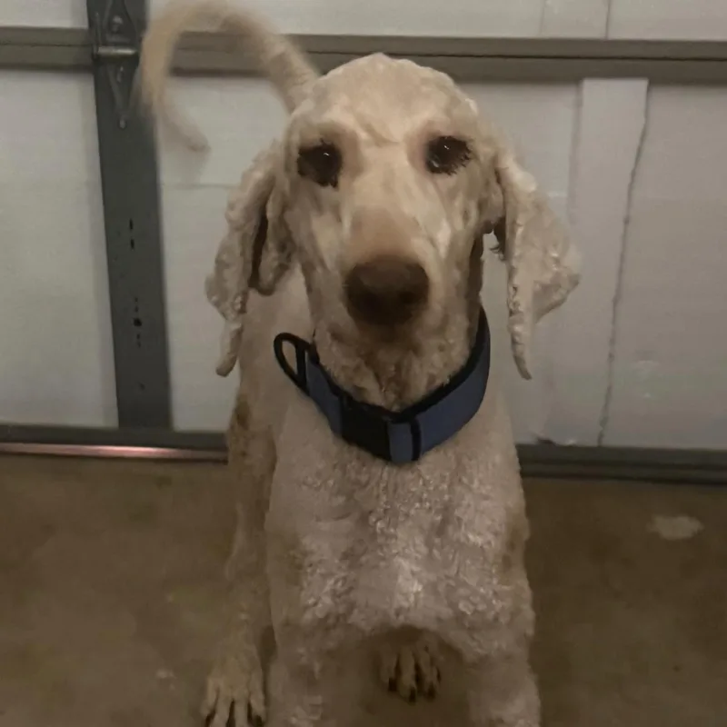 An adult medium-sized male Goldendoodle dog named Buzz for adoption in atlanta, GA