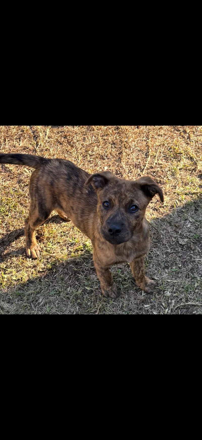 A baby medium-sized male Pit Bull Terrier dog named Max for adoption in Zimmerman, MN